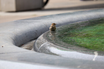sparrow sitting in a fountain