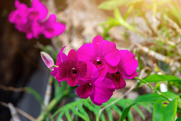 Orchid flowers on the tree. Beautiful and vibrant colors, perfect for a backdrop.