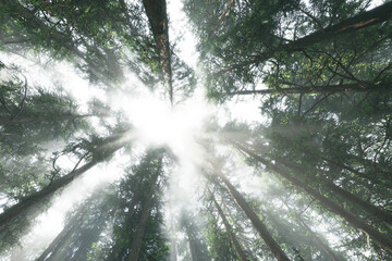 Sunbeams shining through lush forest canopy isolated on transparent background