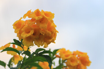 The golden shower tree flowers are beautiful  with bright yellow blossoms.