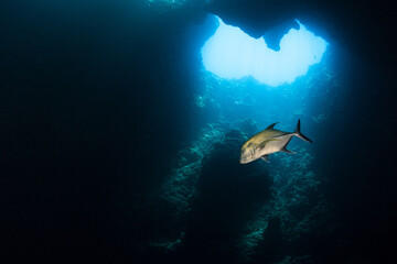 Underwater scene in blue hole of Palau with fish swimming near light from cave opening in ocean