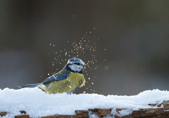 Blaumeise, Cyanistes caeruleus  © Lothar Lenz