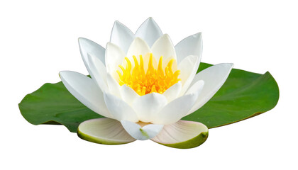 A pristine white water lily, yellow center, rests atop a vibrant green leaf