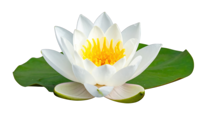 A pristine white water lily, yellow center, rests atop a vibrant green leaf