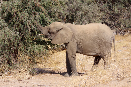&Eacute;l&eacute;phants qui mange en Namibie
