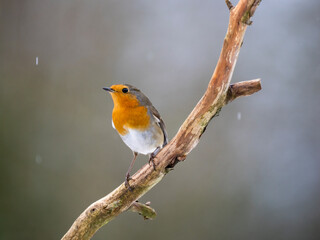 Rotkehlchen, European robin, Erithacus rubecula