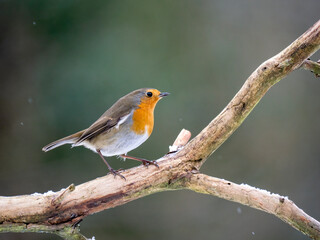 Fototapeta premium Rotkehlchen, European robin, Erithacus rubecula
