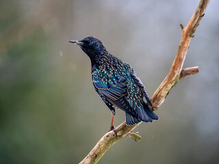 Naklejka premium Star, Sturnus vulgaris