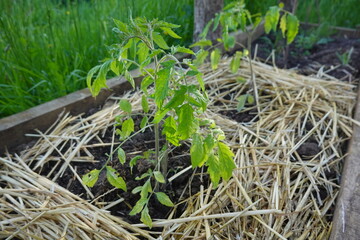 Young tomato plants growing in raised garden bed with straw mulch