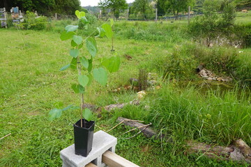 Mulberry sapling on planter box for planting