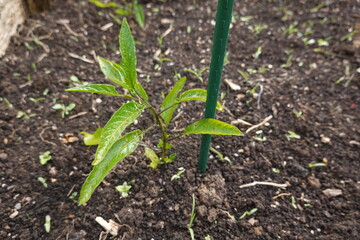 Pepino dulce seedling growing in fertile soil with support stick