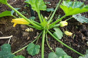 Zucchini plant growing with yellow flowers