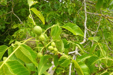 Green unripe walnuts growing on tree branch
