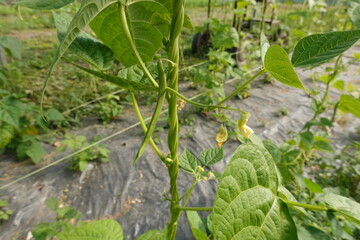 Green bean plant growing producing pods and flowers