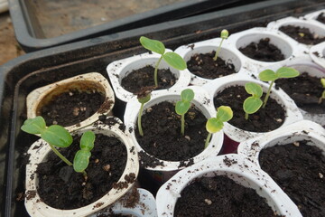 Seedlings sprouting in a plant starting tray