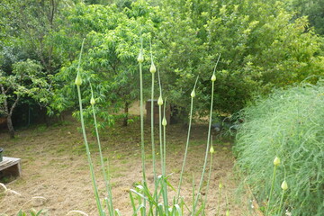 Garlic scapes growing outdoors in a backyard garden