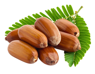 Close-up of several brown acorns and green leaves