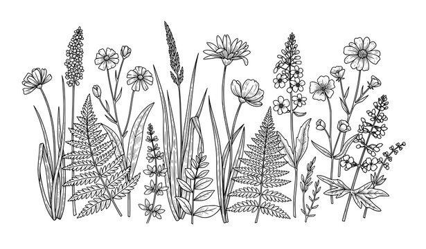 Antique black and white botanical illustration of summer field and forest plants vector