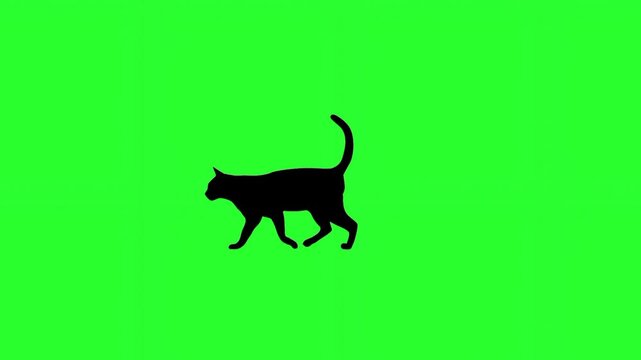A graceful black silhouette of a cat walking and prowling across a solid green screen background.
Keywords: cat, silhouette, walk, animal, pet, prowl, feline, shadow, black, green screen, chroma key, 