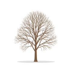 Obraz premium Bare Tree Silhouette Isolated on White Background - Winter Season