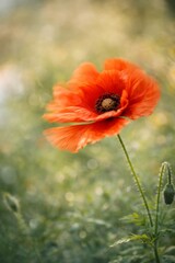 Obraz premium Red Poppy Flower Moving in the Wind with Soft Natural Background