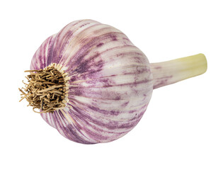 Fresh garlic bulb with striped purple skin and dried root stalk