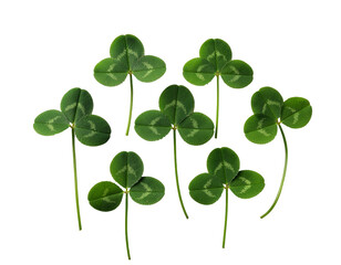 Fresh green clover leaves arranged in a natural cluster with vibrant texture and slender stems