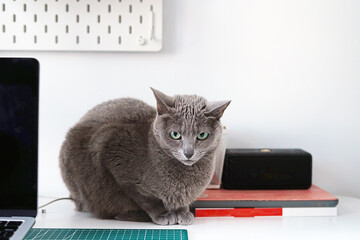 Gray cat on table with books and laptop, concept of work at home, copy space