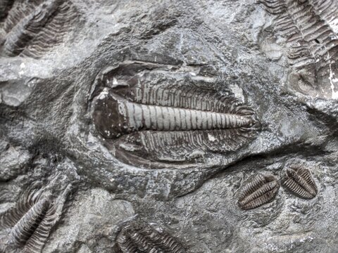 A well-preserved trilobite fossil, representing an ancient marine arthropod from the Paleozoic era, a key piece in understanding Earth&rsquo;s early life.