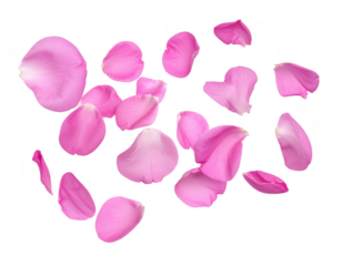 flying pink petals isolated on transparent background cutout