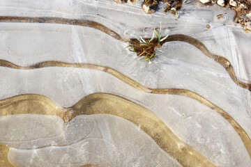 une petite herbe prisonni&egrave;re de la glace