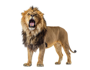 Obraz premium Male african lion roaring with mane flowing and open jaw
