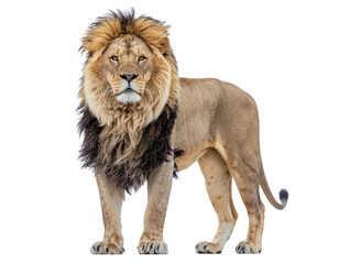 Obraz premium Male african lion standing proudly on white background with full mane and muscular build