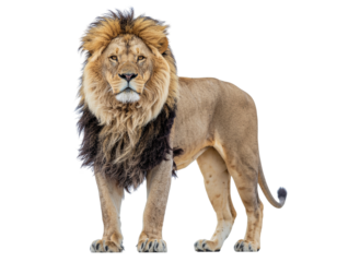 Male african lion standing proudly on white background with full mane and muscular build