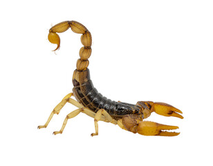 Mortal kombat character in a defensive curl with enlarged pincers and segmented tail