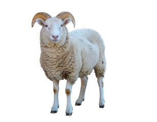 Ram with curved horns standing in woolly coat