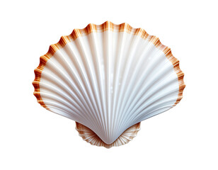 Scallop shell with radiant white surface and warm brown edges on clean background