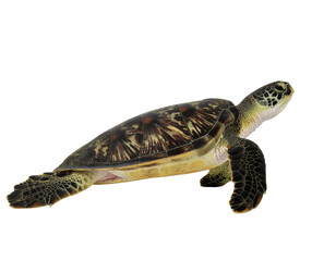 Sea turtle swimming with patterned shell and textured flippers in white background