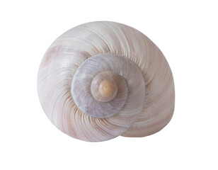 Shell spiral close-animated movie: creamy beige seashell with smooth ridges and soft texture