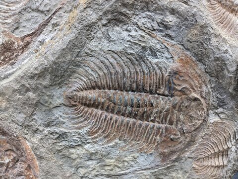 A well-preserved trilobite fossil, representing an ancient marine arthropod from the Paleozoic era, a key piece in understanding Earth&rsquo;s early life.
