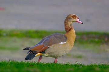 Obraz premium Aves en Madrid en Invierno