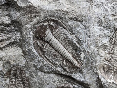 A well-preserved trilobite fossil, representing an ancient marine arthropod from the Paleozoic era, a key piece in understanding Earth&rsquo;s early life.