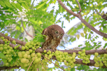 The little owl with the star gooseberry.