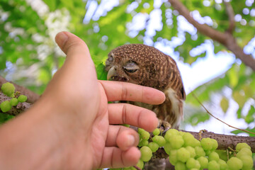 The little owl with the star gooseberry.