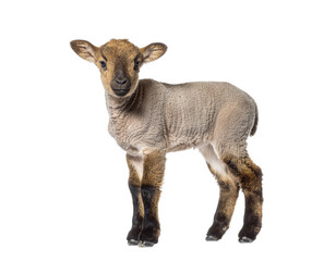 Young lamb standing on white background showing soft wool and small ears