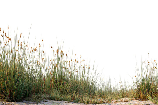 Peaceful wetland with tidal flow and reeds isolated on transparent background