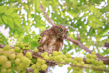 The little owl with the star gooseberry.