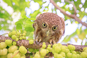 The little owl with the star gooseberry.