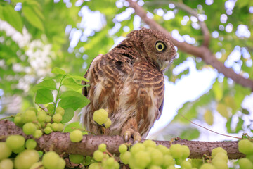 The little owl with the star gooseberry.
