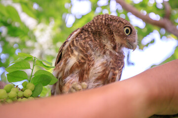 The little owl with the star gooseberry.